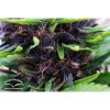 Shaman feminizada de Dutch Passion