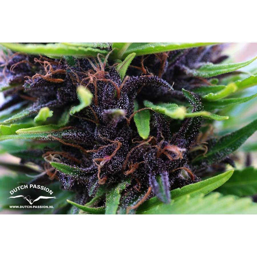 Shaman feminizada de Dutch Passion