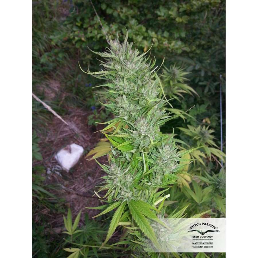 Shaman feminizada de Dutch Passion