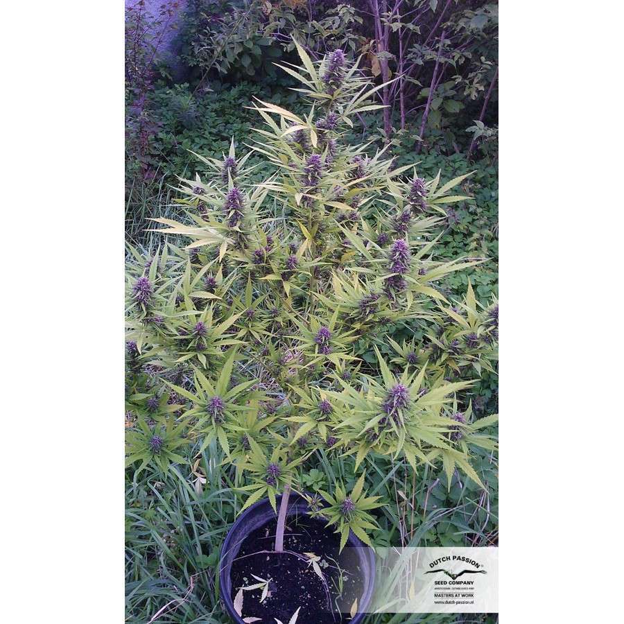 Shaman feminizada de Dutch Passion