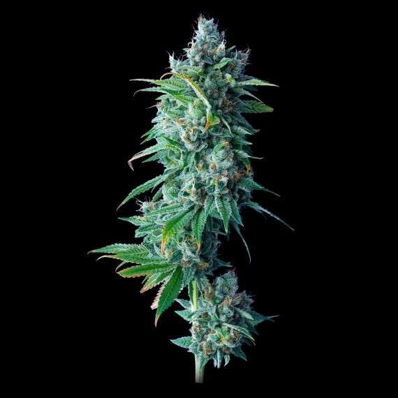 24K Gold feminizada de DNA Genetics