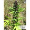 Shaman regular de Dutch Passion