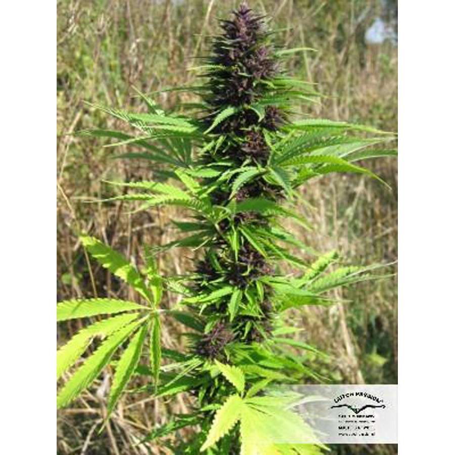 Shaman regular de Dutch Passion