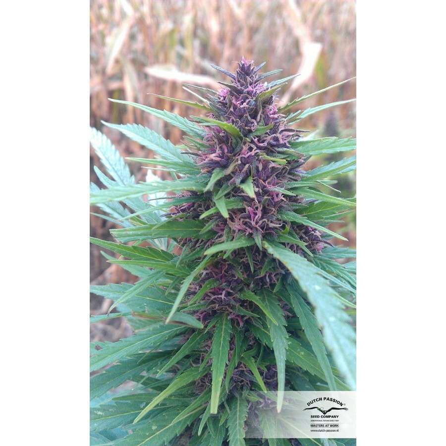 Shaman regular de Dutch Passion