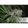 Shaman regular de Dutch Passion
