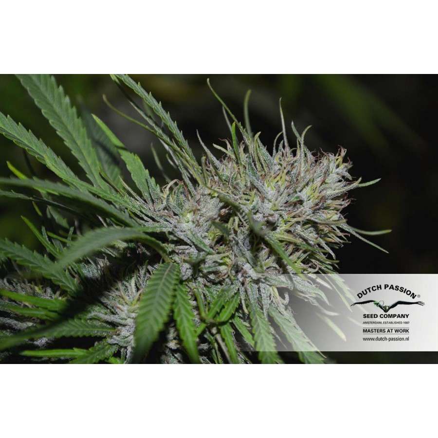 Shaman regular de Dutch Passion