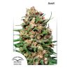 Skunk 1 regular de Dutch Passion