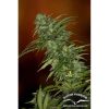 Skunk 1 regular de Dutch Passion
