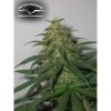 Skunk 1 regular de Dutch Passion