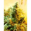 Skunk 1 regular de Dutch Passion