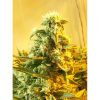 Skunk 1 regular de Dutch Passion