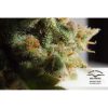 Skunk 1 regular de Dutch Passion
