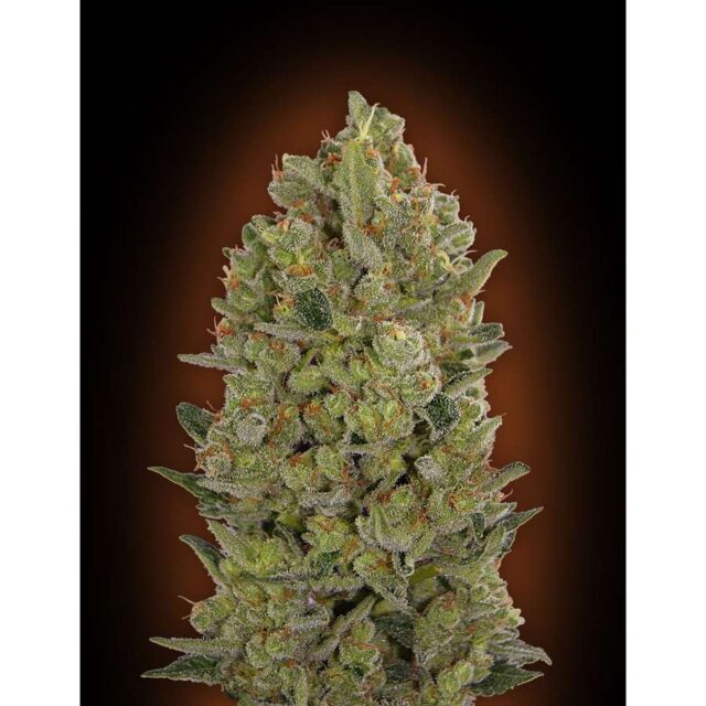 00 Cheese feminizada de 00 Seeds