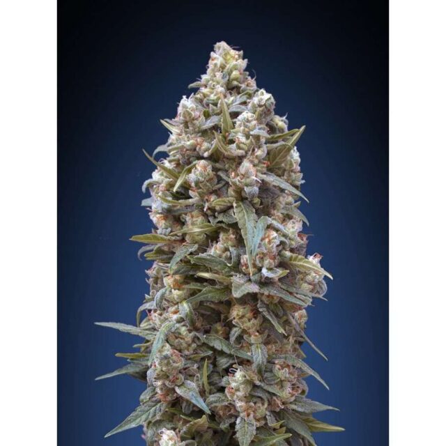 00 Kush feminizada de 00 Seeds