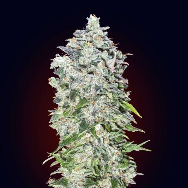 Auto 00 Kush feminizada de 00 Seeds