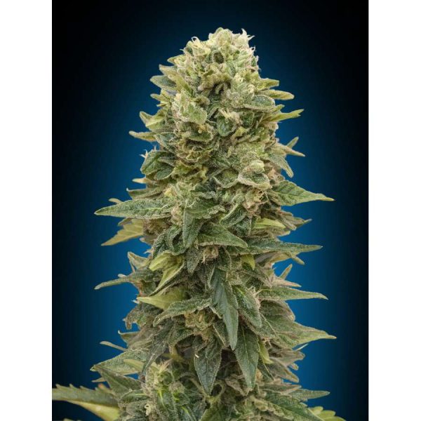 Auto Afghan Mass (5) de 00 Seeds