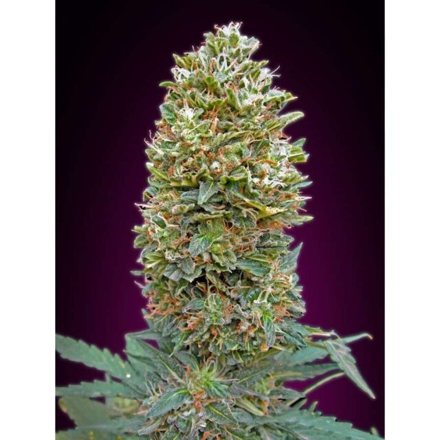 Auto Bubble Gum XXL feminizada de 00 Seeds