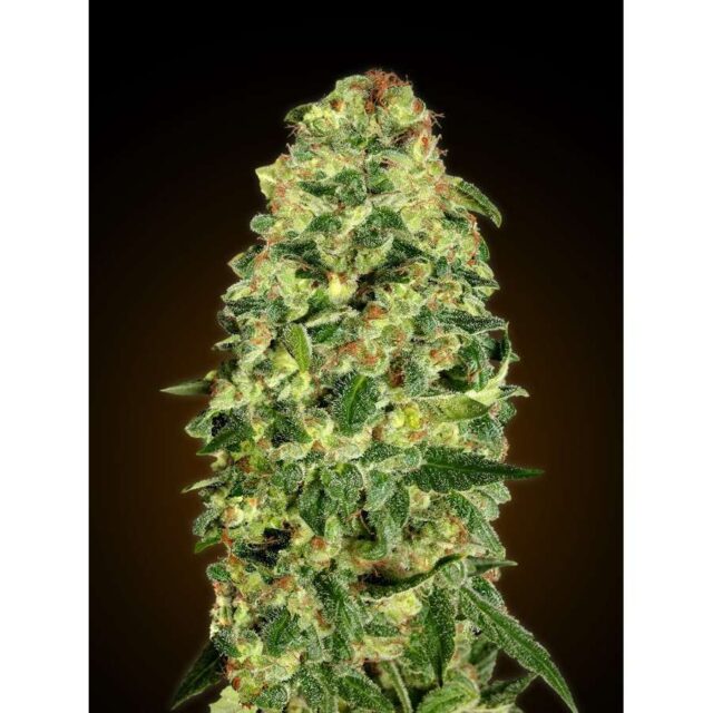 Auto California Kush feminizada de 00 Seeds