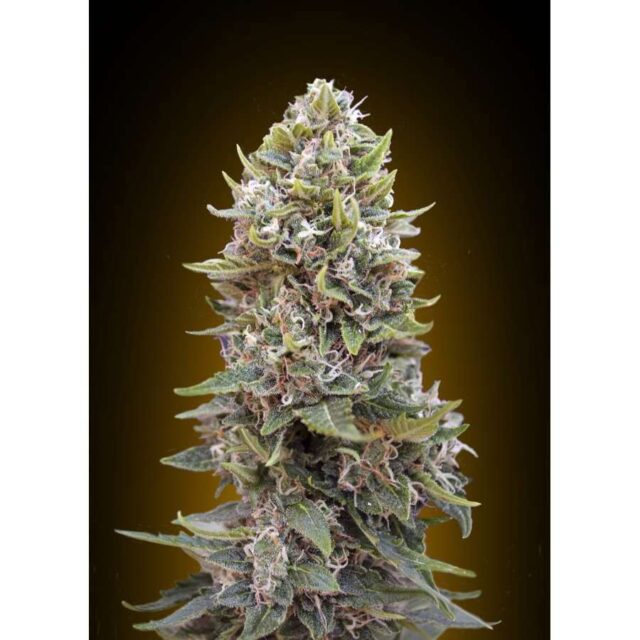 Auto Cheese Berry feminizada de 00 Seeds
