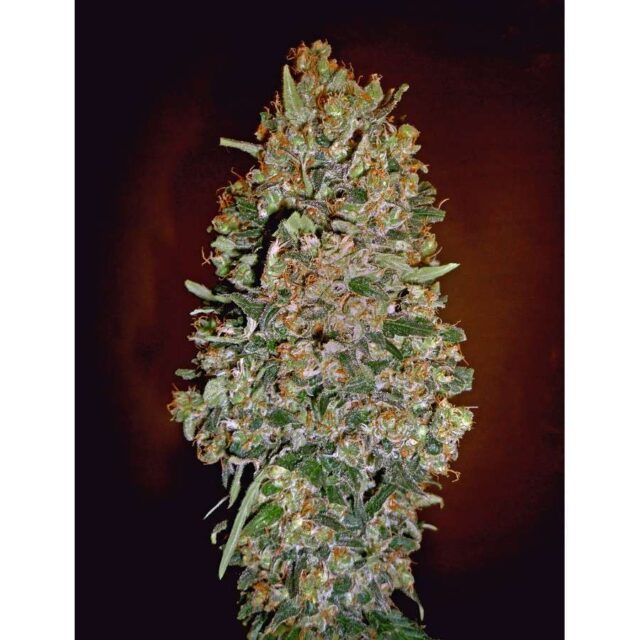 Auto Chocolate Skunk feminizada de 00 Seeds