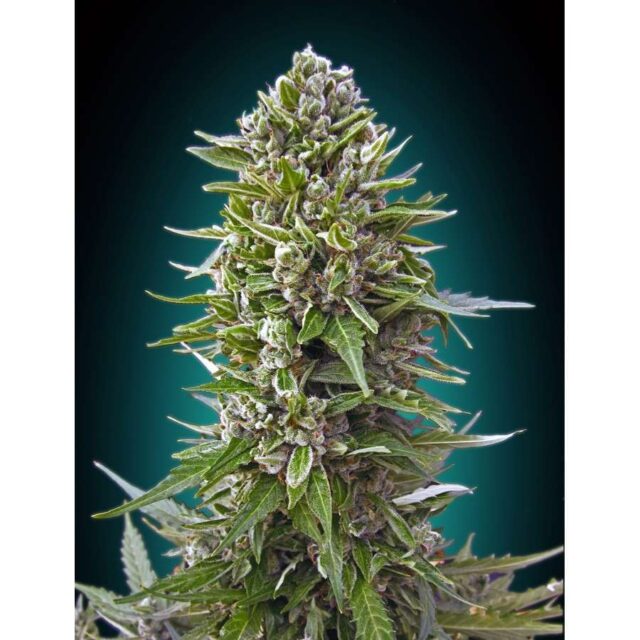 Auto Northern Lights XXL feminizada de 00 Seeds