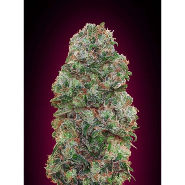 Bubble Gum feminizada de 00 Seeds