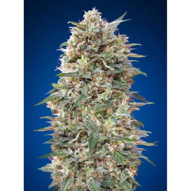 California Kush Fast Version feminizada de 00 Seeds