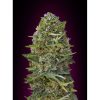 Caramel Kush feminizada de 00 Seeds