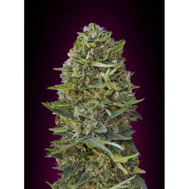 Caramel Kush feminizada de 00 Seeds
