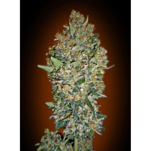 Cheese Berry feminizada de 00 Seeds