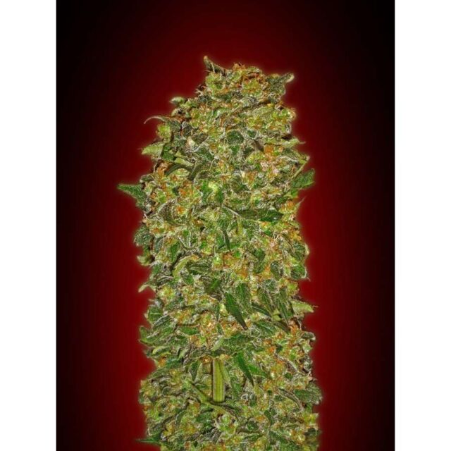 Chocolate Kush feminizada de 00 Seeds