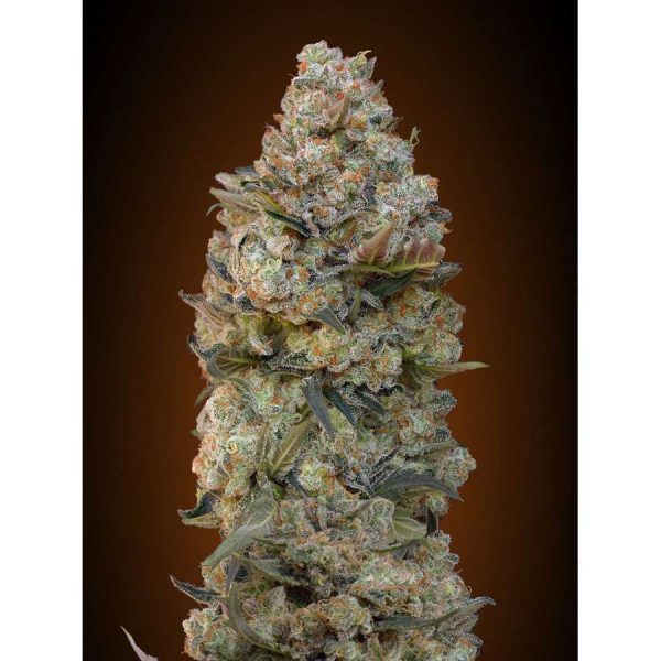 Chocolate Skunk feminizada de 00 Seeds