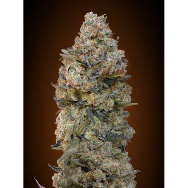 Chocolate Skunk feminizada de 00 Seeds