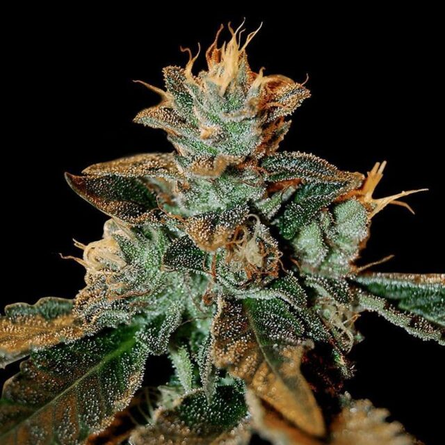 Cataract Kush feminizada de DNA Genetics