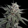 Holy Grail Kush feminizada de DNA Genetics