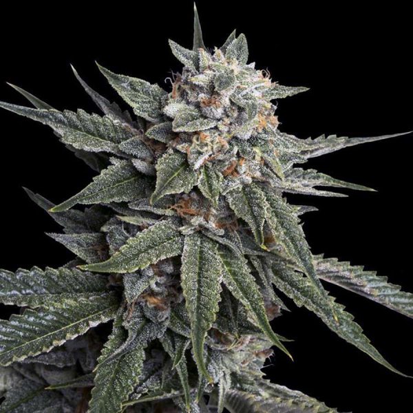 Holy Grail Kush feminizada de DNA Genetics