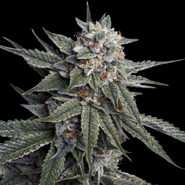 Holy Grail Kush feminizada de DNA Genetics