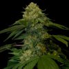 Holy Grail Kush feminizada de DNA Genetics