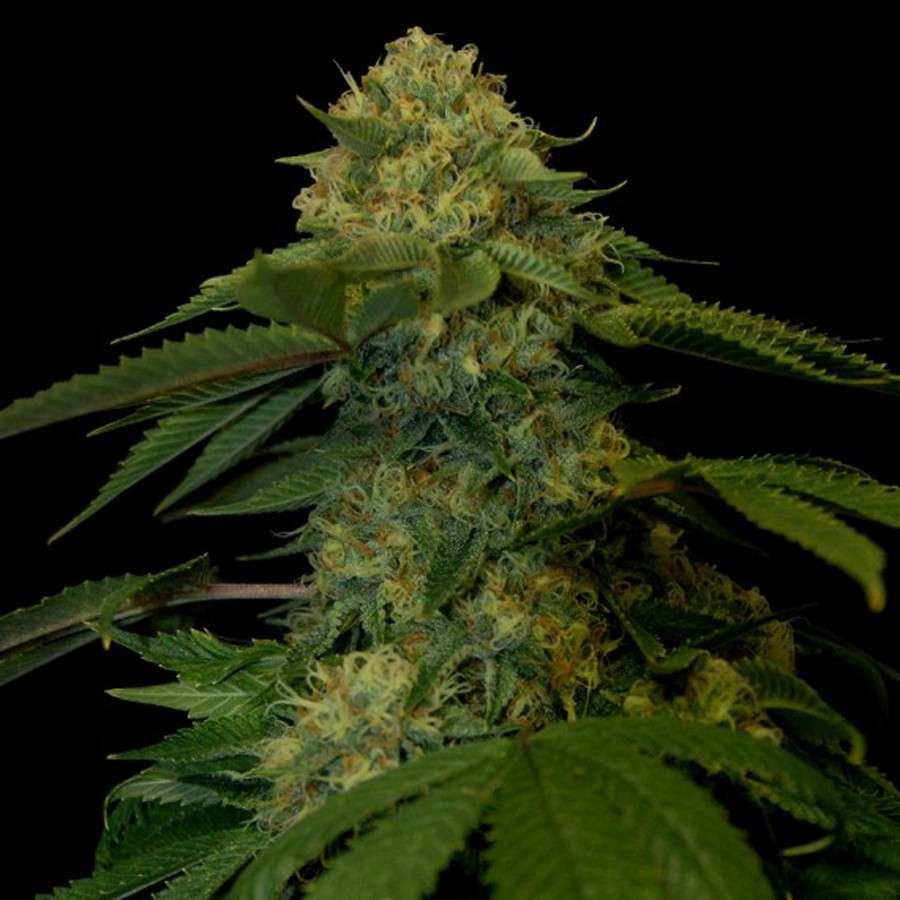 Holy Grail Kush feminizada de DNA Genetics