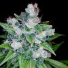 Kandy Kush feminizada de DNA Genetics