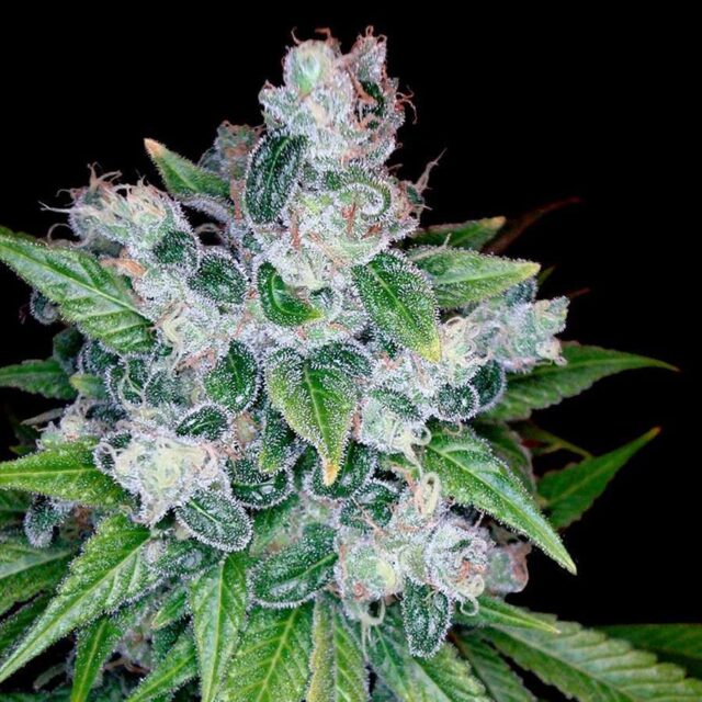 Kandy Kush feminizada de DNA Genetics