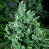 Kandy Kush feminizada de DNA Genetics