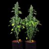 Kandy Kush feminizada de DNA Genetics