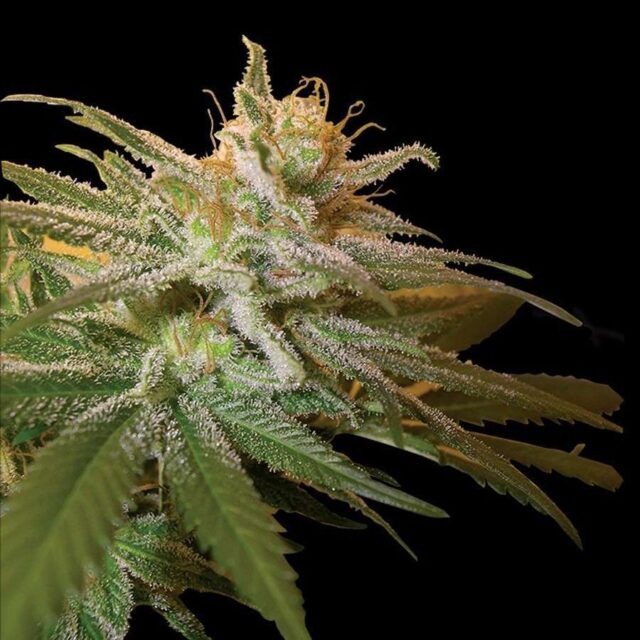 Kushberry feminizada de DNA Genetics