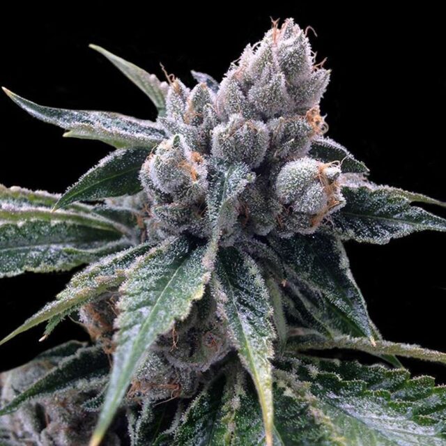 White Walker Kush feminizada de DNA Genetics