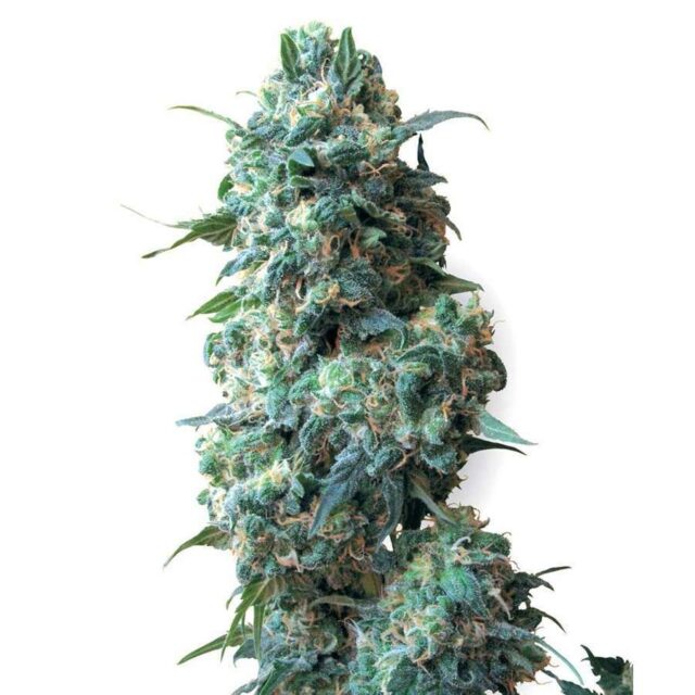 Afghan Kush regular de White Label Seeds