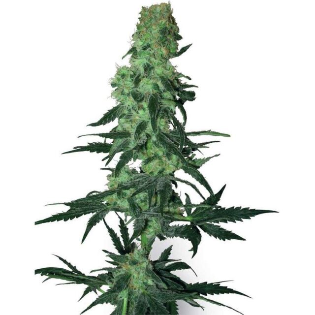 Amnesia White regular de White Label Seeds