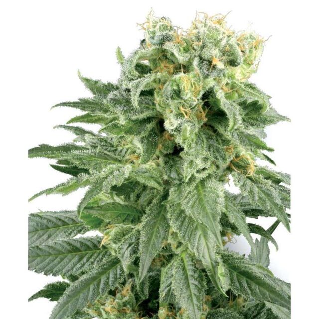 Double Gum regular de White Label Seeds