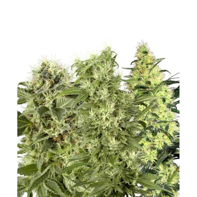Female Mix feminizada de White Label Seeds