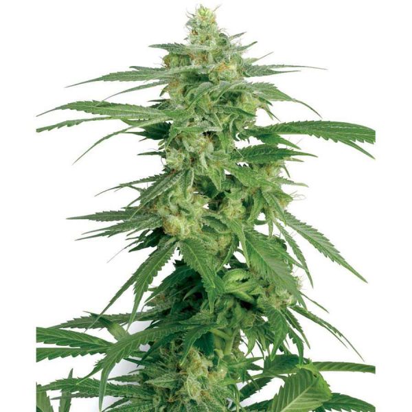 Hollands Hope regular de White Label Seeds